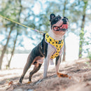 Fashion Dog Harness with Cute Pattern and Bright Color in Breathable Fabric