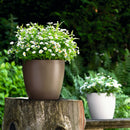 PP Self Watering Planters Flower Pots Indoor with Water Level Indicators 6x5'' New Hot