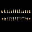 AZDENT 28PCS Dental 1: 1 Permanent Teeth Demonstration Teach Study Model Dentist Implant Teaching Model
