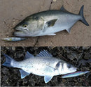 Fangbait 浮水铅笔路亚饵 波扒硬饵 Asturi 130 浮水路亚饵 海水鲈鱼饵 110毫米 130毫米 适用于鲣鱼 海鲈饵