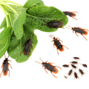 12pcs Prank Artificial Fake Cockroach Plastic Simulation Fake Roach Bug Funny Trick Joke Toys Halloween Props Spoof Decoration