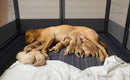 The Keeper | Modular Heavy-Duty Dog Playpen for Whelping & Training
