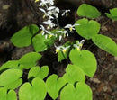 Horny goat weed（Epimedium) extract
